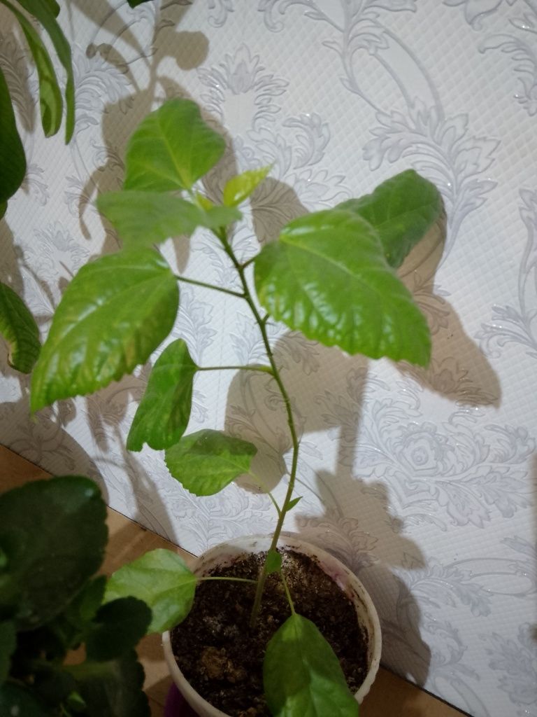 Цветы разные по низкой цене