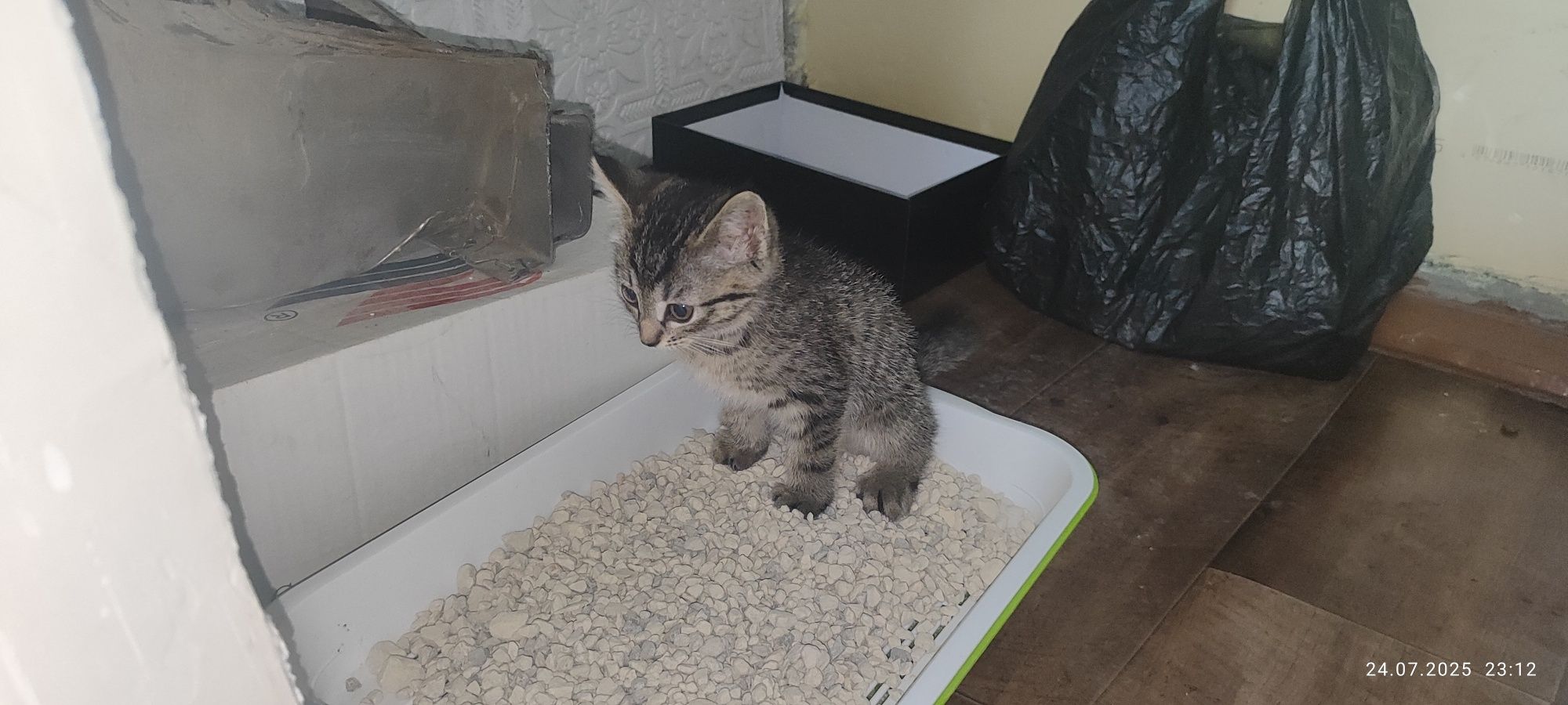 Отдам Котенка!!!