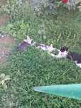 Отдам котят в хорошие руки
