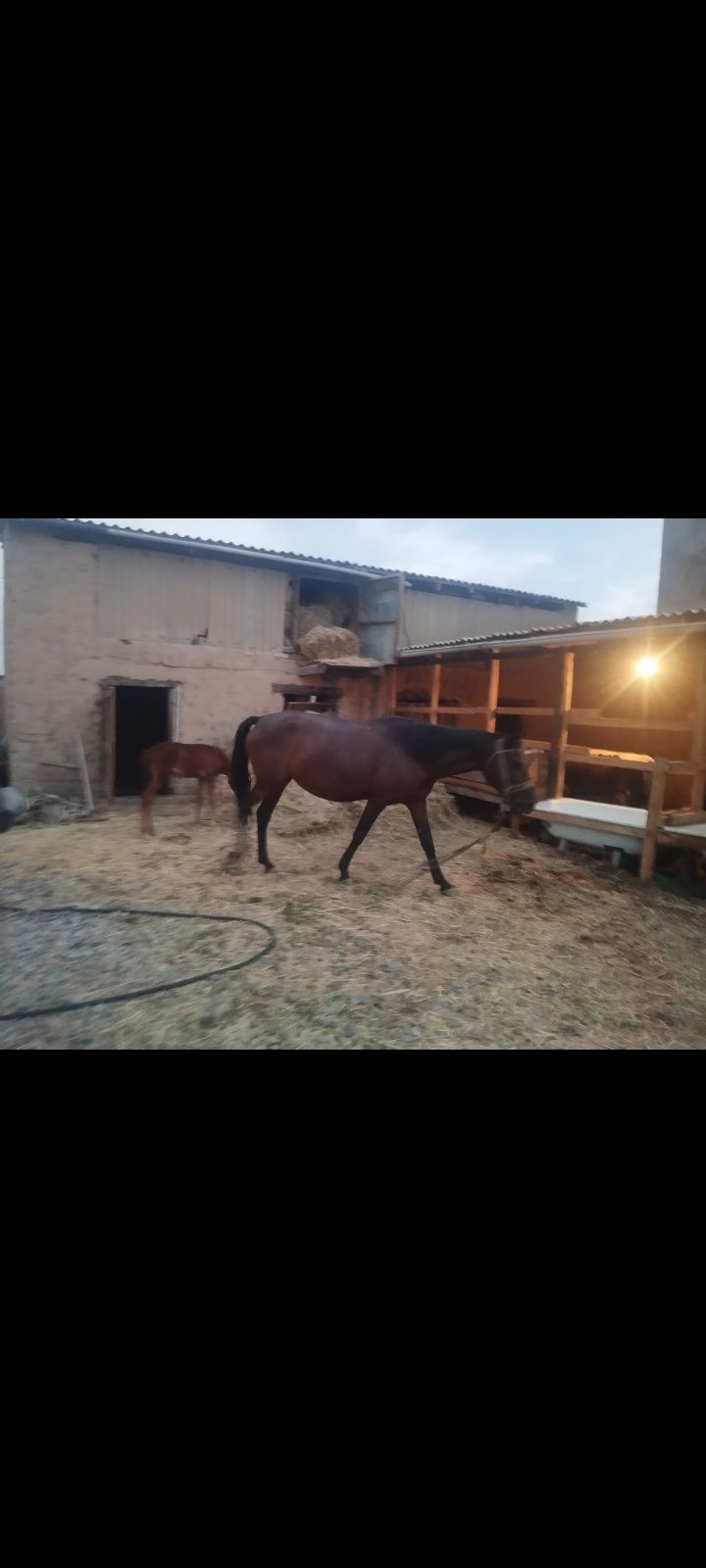 Продам кабылу с жеребцом