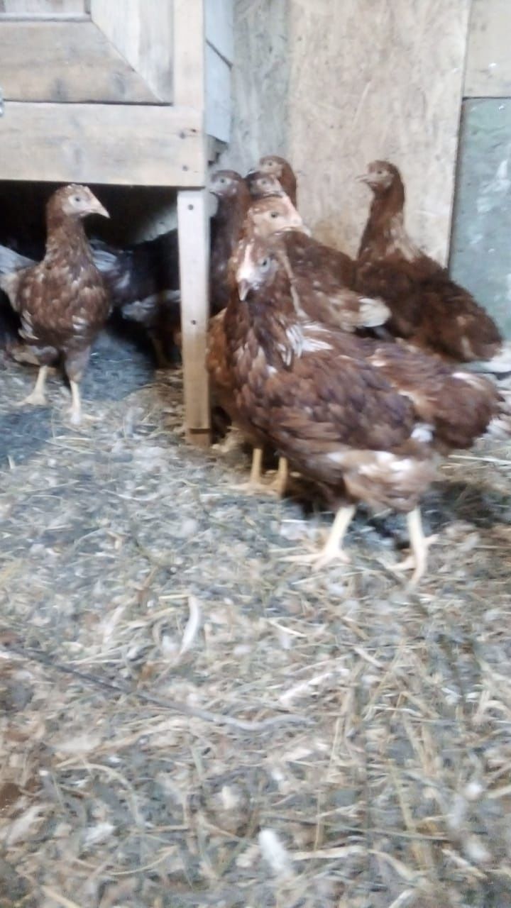 Продам куриц Ломан браун
