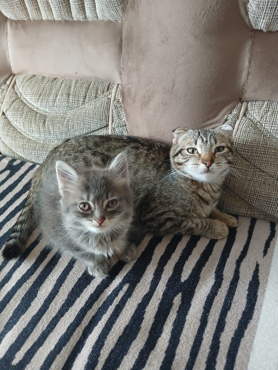 Кошечка 2 месяца