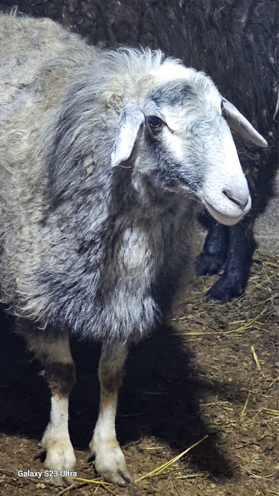 Продам барашков, кошкарик и матки