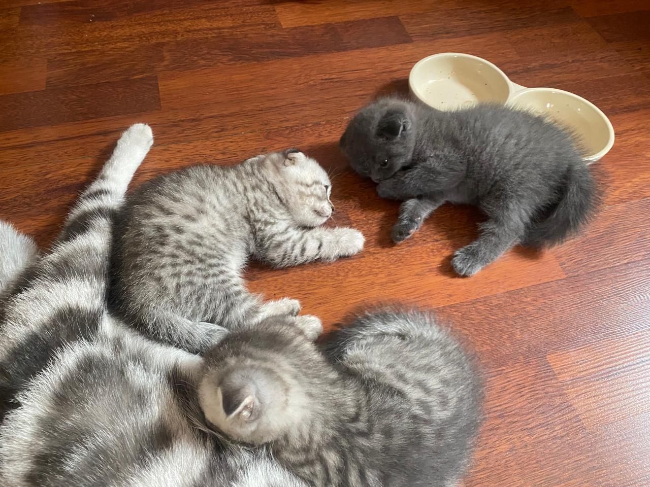 Котята породистые скоттиш-фолд