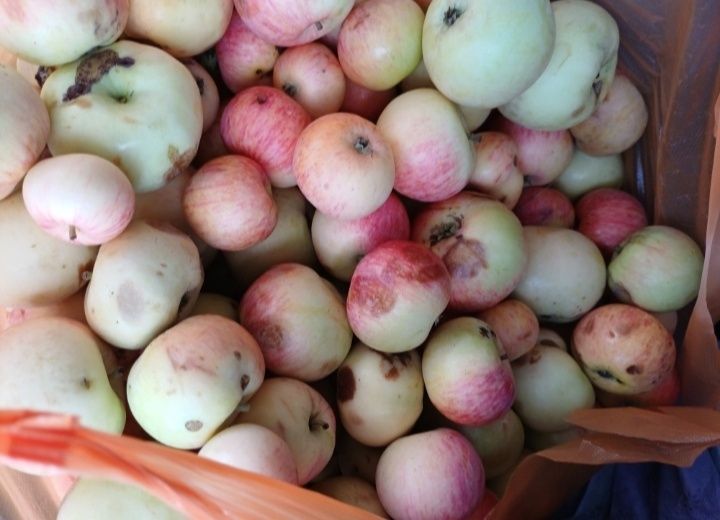 Продам яблоки домашние