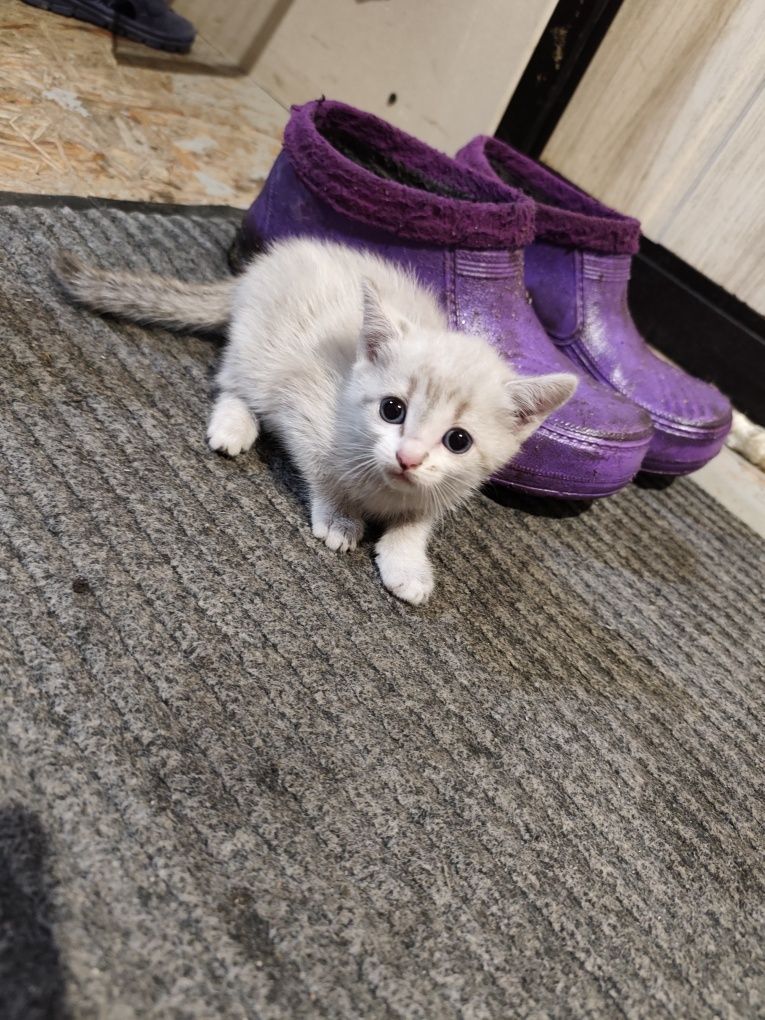 Отдам котят бесплатно
