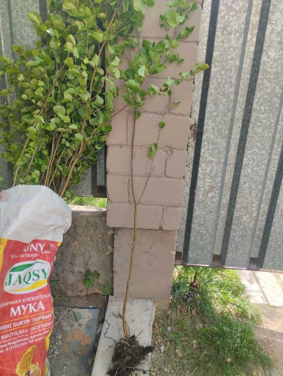 Продам саженцы Ольха, Береза, Тополь, Ясень, Клен, Калина, Дуб