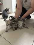 Отдаем милых котят в добрые руки