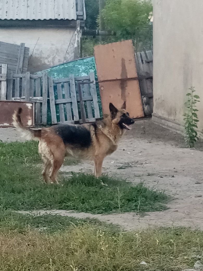 Продаю немецкую овчарку