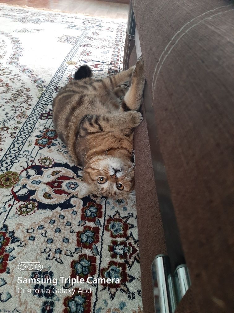 Отдам кота в добрые руки