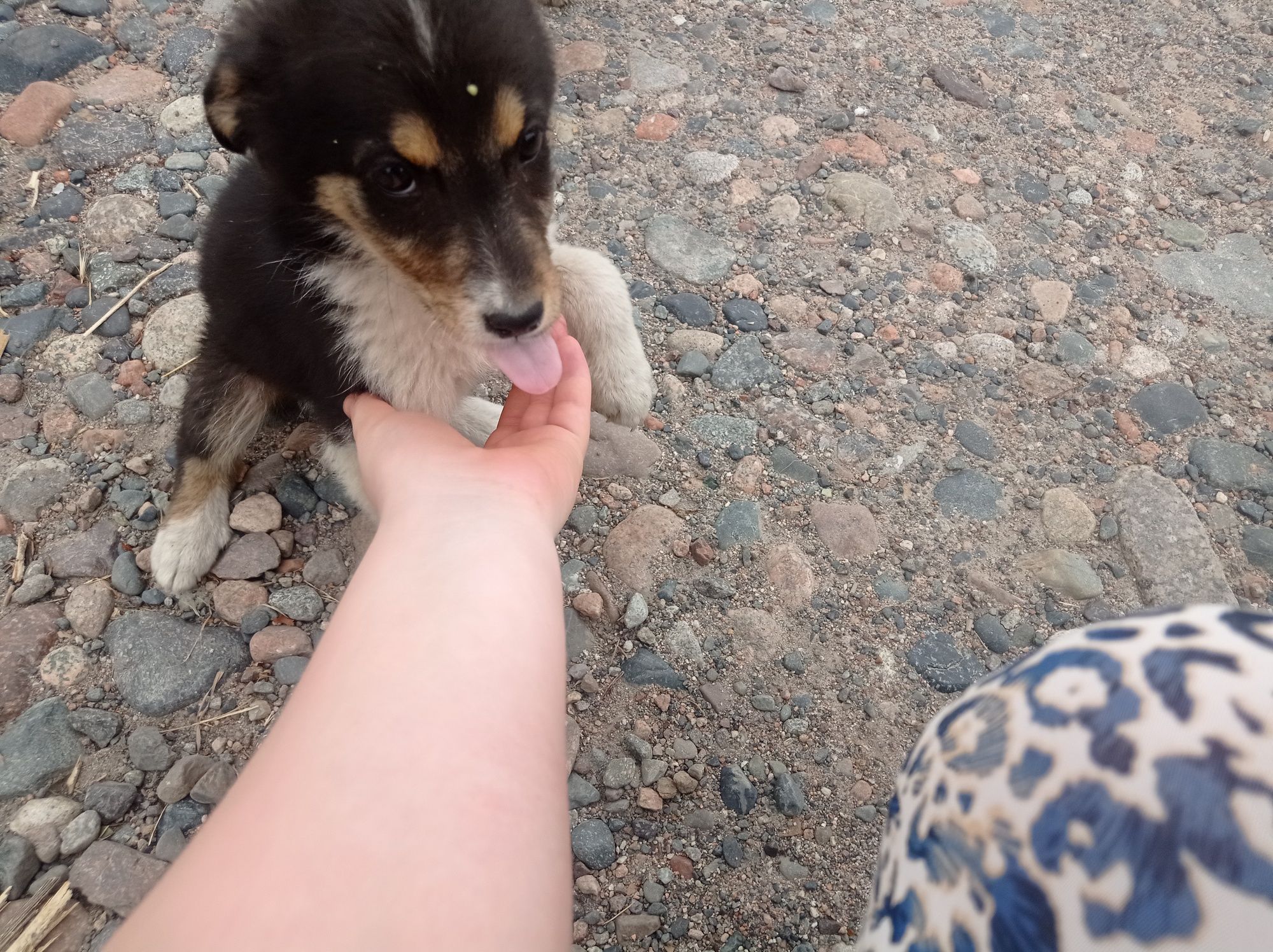 Щенки в хорошие руки!