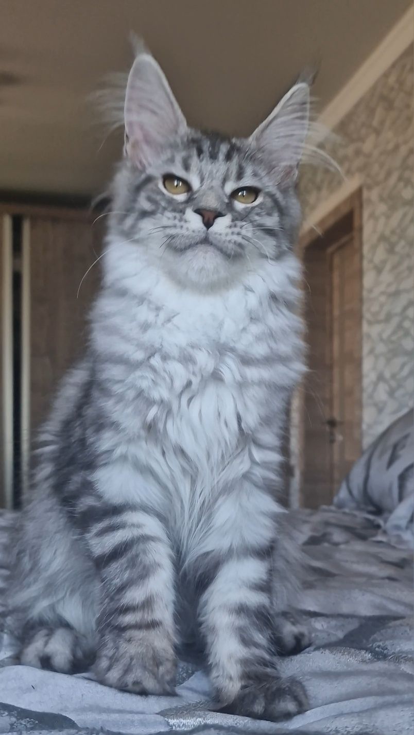 Мейн-кун  котята