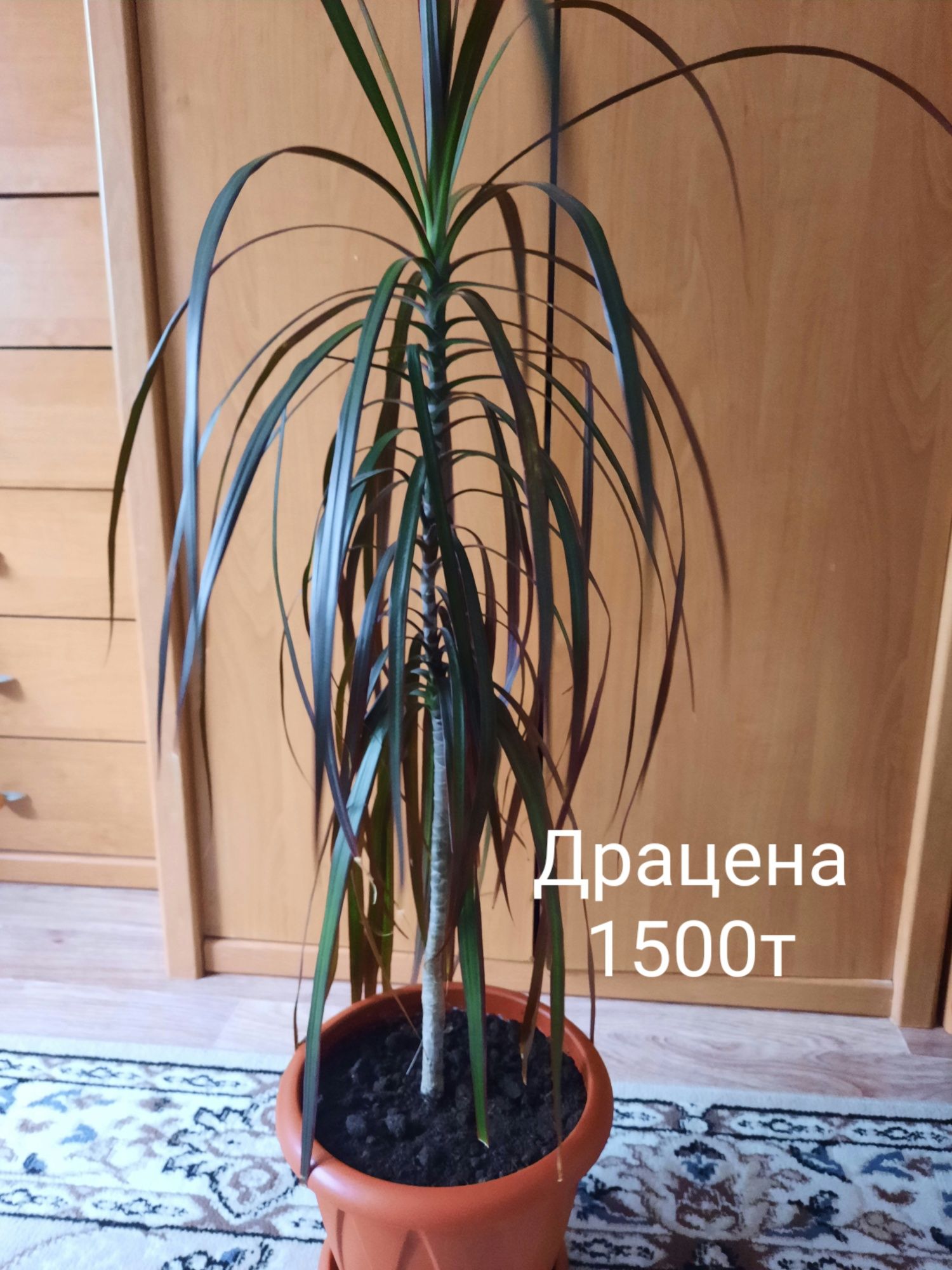 Продам цветы комнатные
