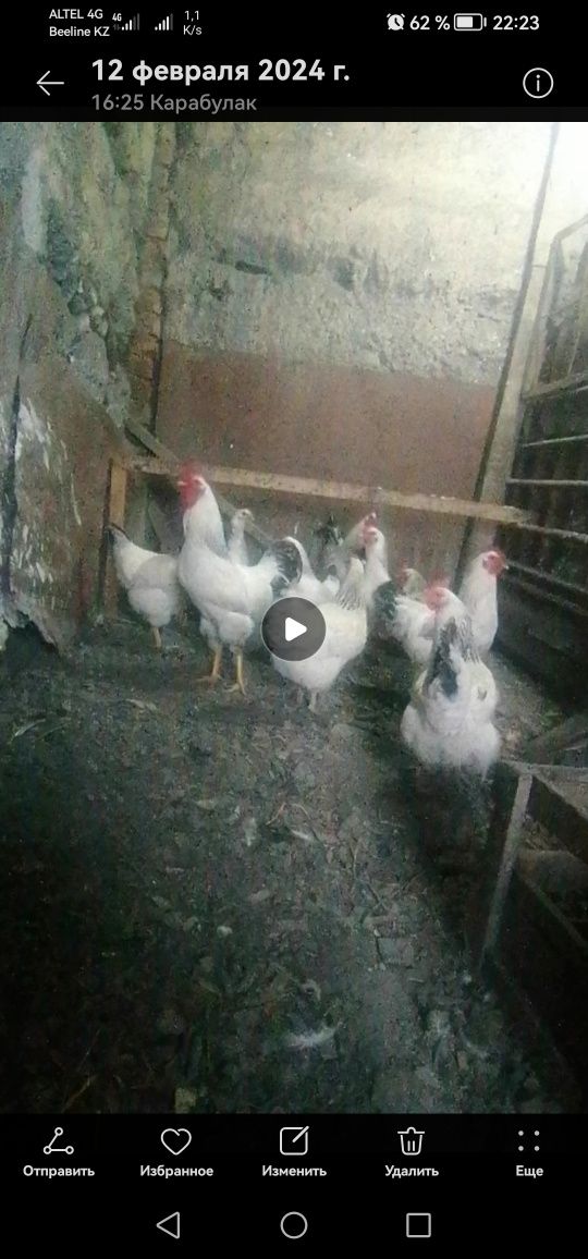 Продам Инкубационный яйцо Адлеров
