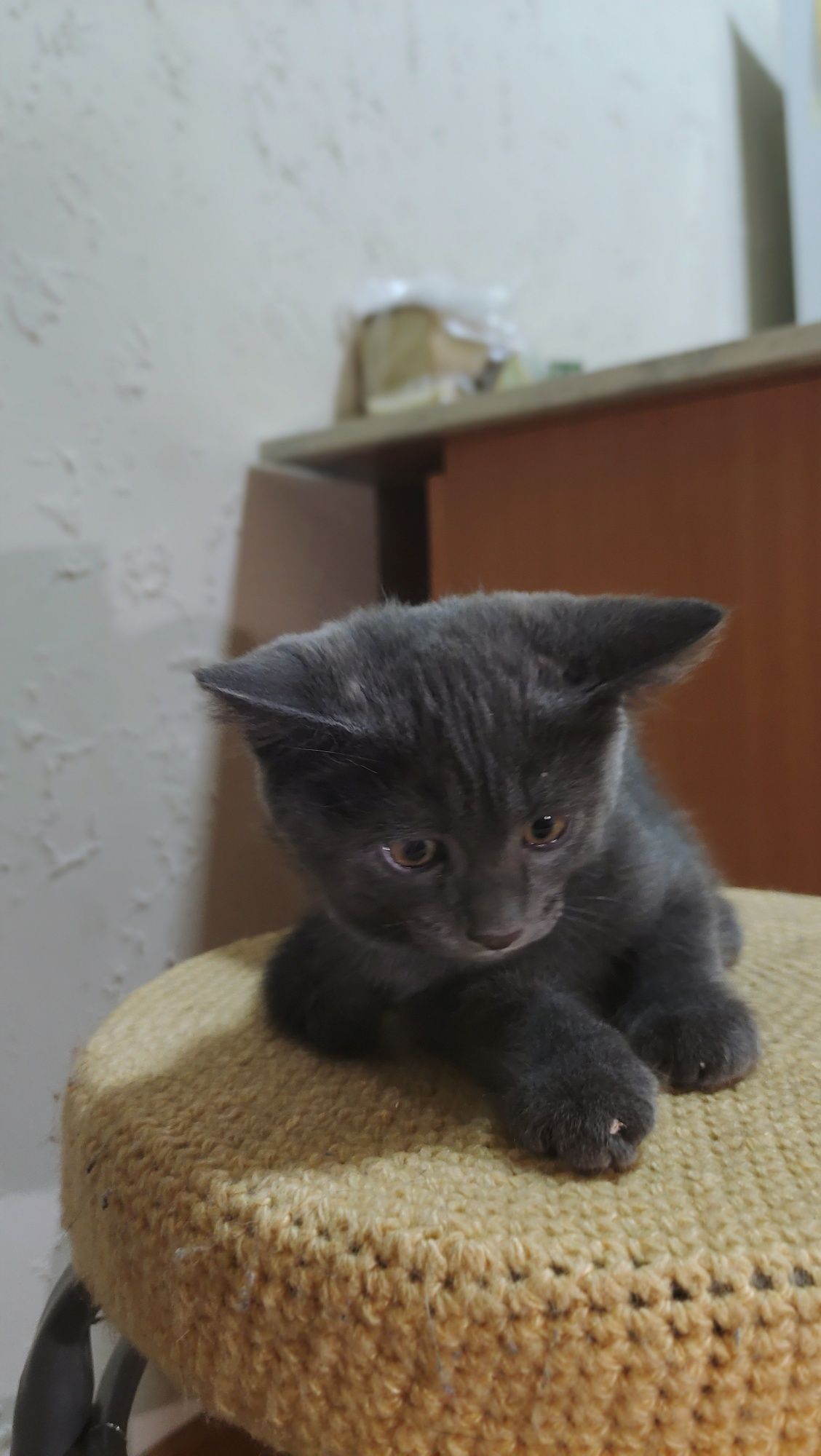 Отдам котёнка в добрые руки