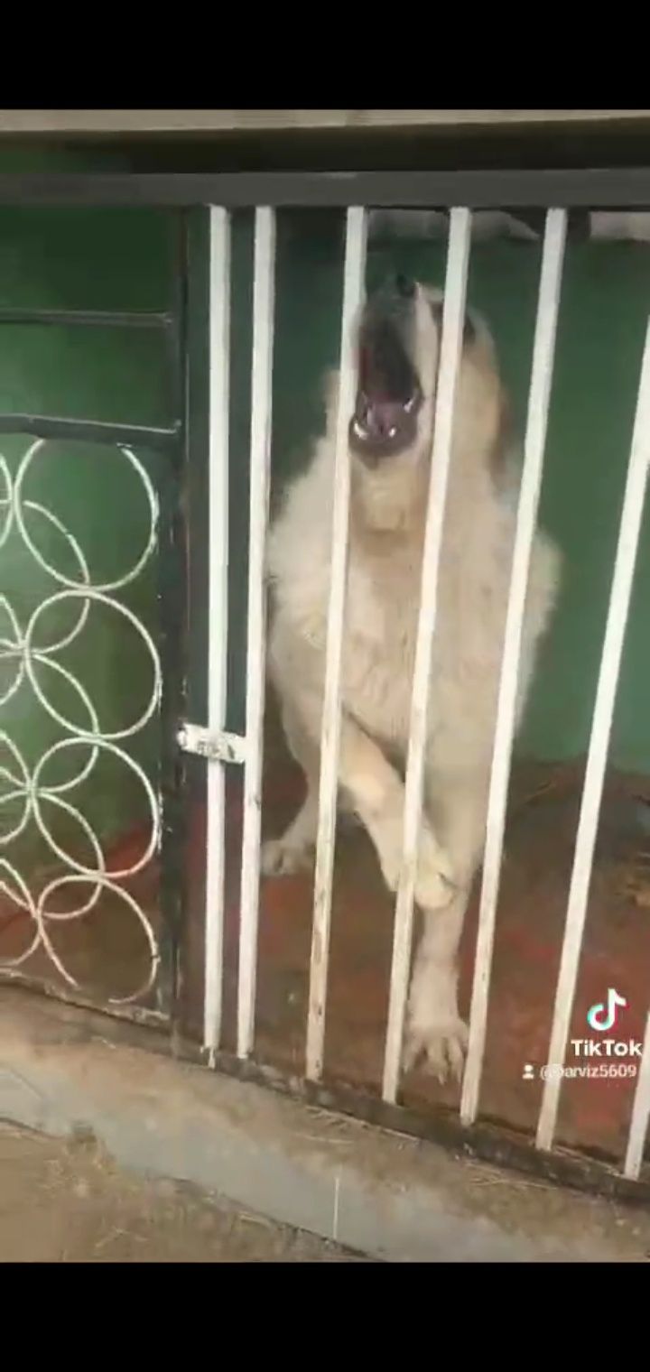 Алабай кавказский