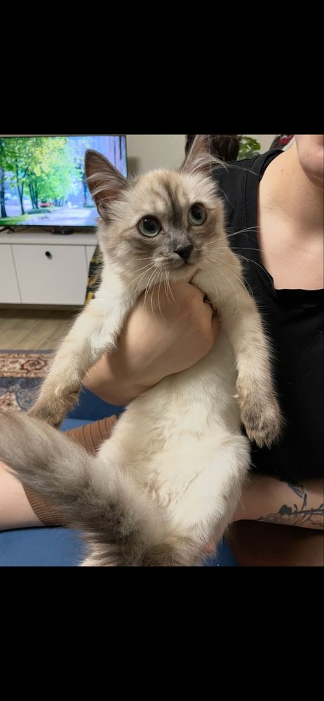 Отдам в добрые руки кошечку