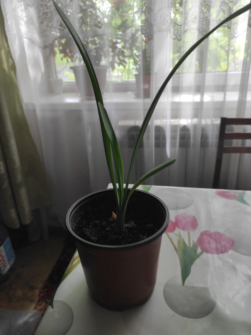 Кливия киноварная, комнатный цветок