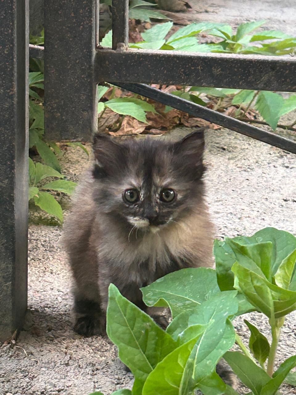 Котёнок ласковый.