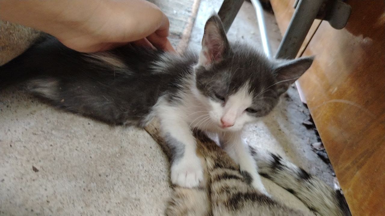 Отдам котят в хорошие руки,