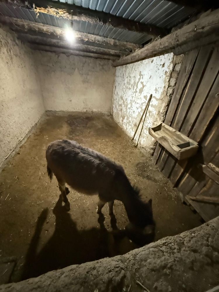 Продам ишака девочка