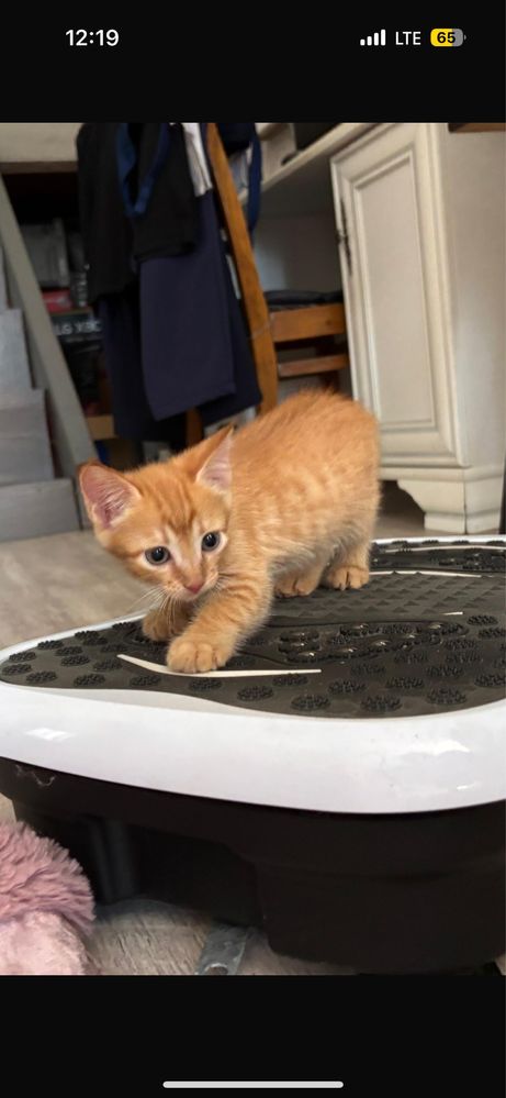 Котятки в добрые руки