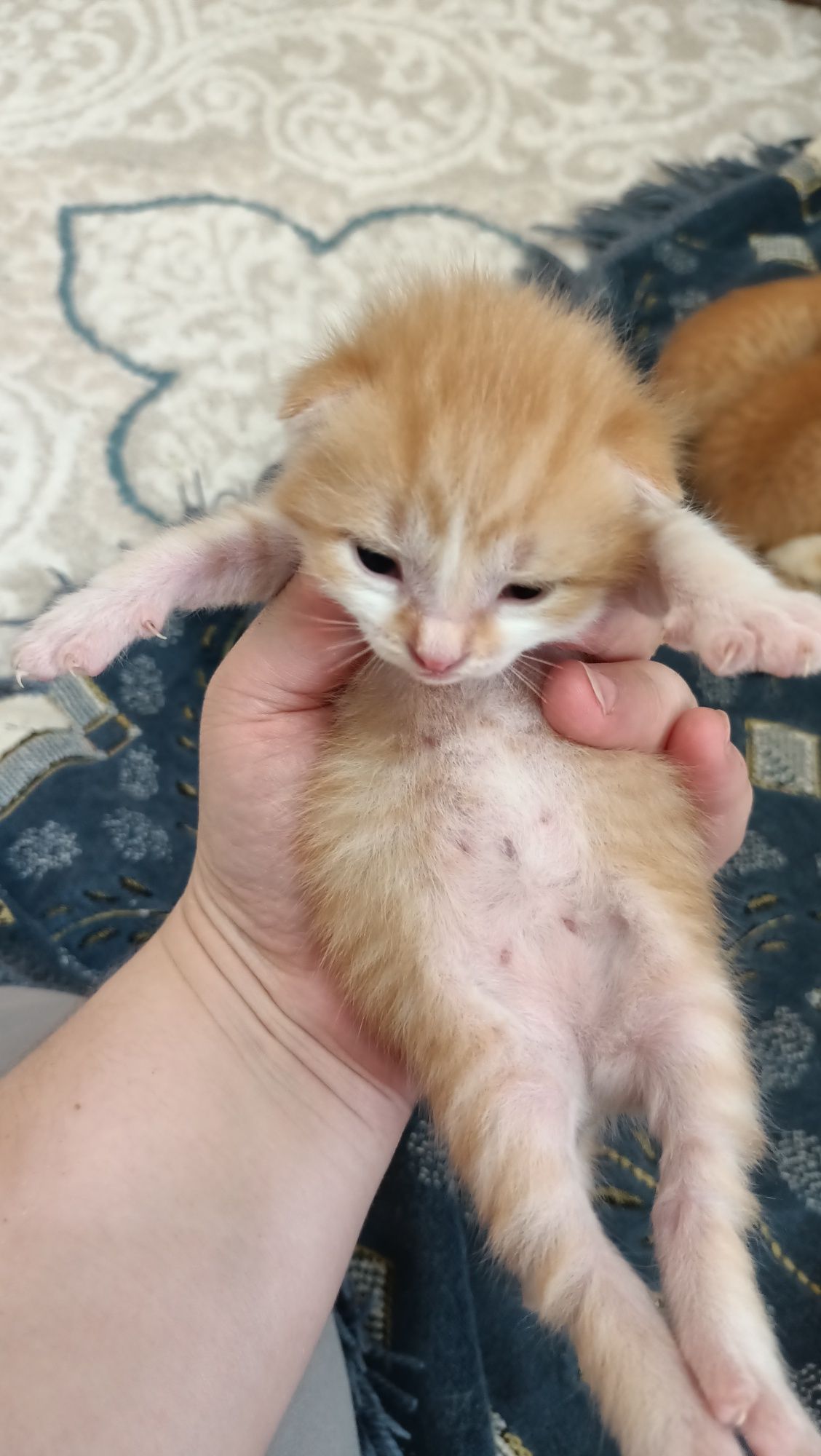 Отдам рыжие котята