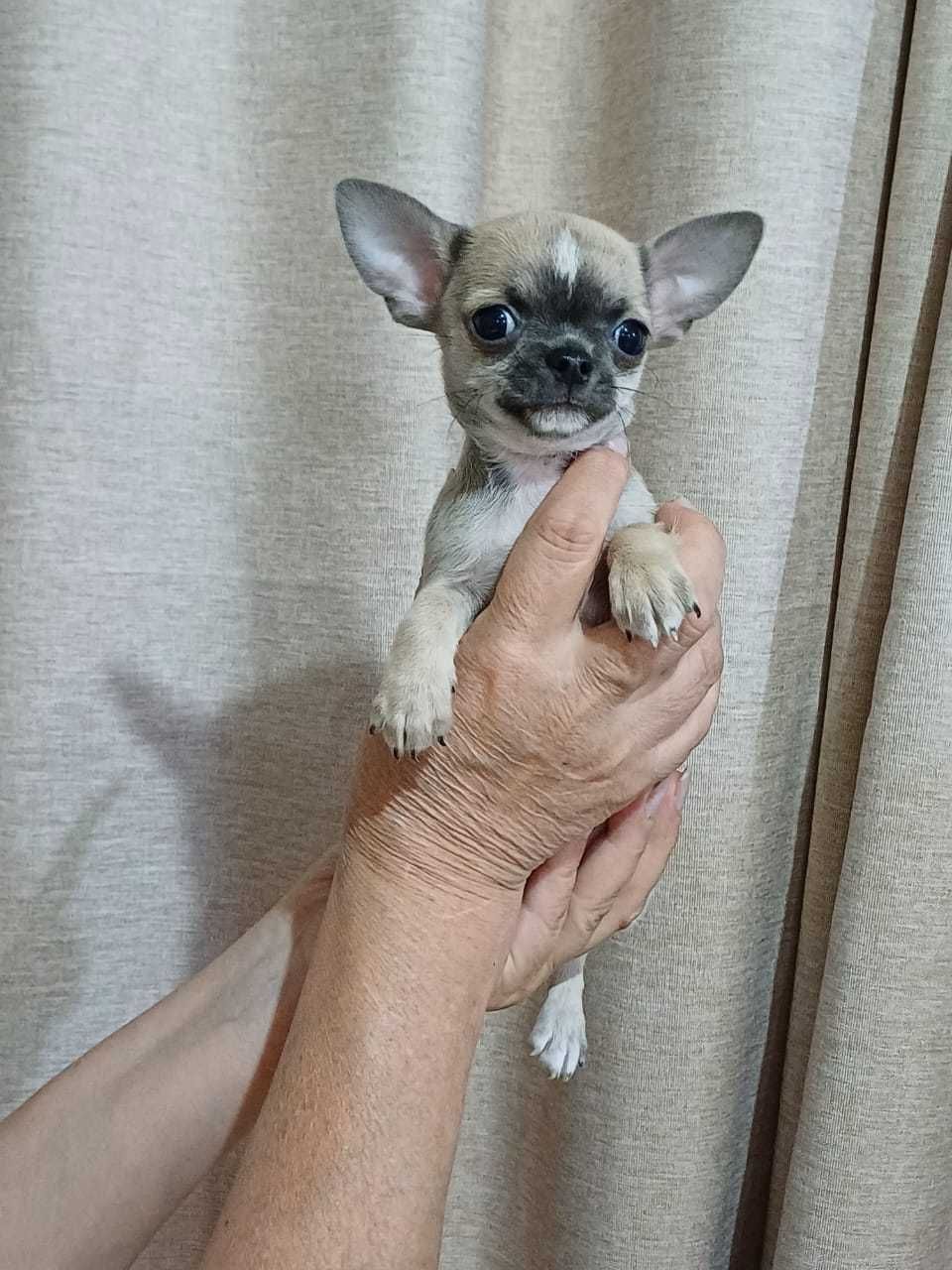 Щенки чихуахуа минники