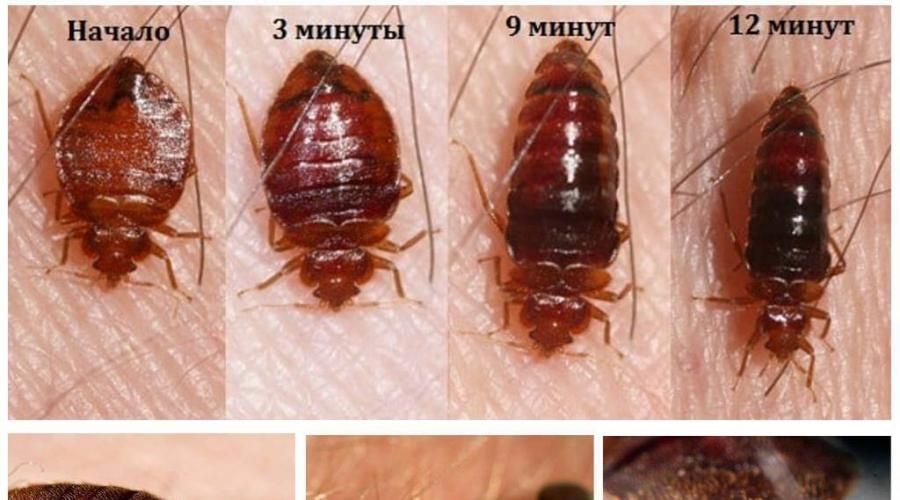 Дезинфекция дезинсекция с гарантией выезд круглосуточно