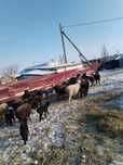 Продам баранов с ягнятами