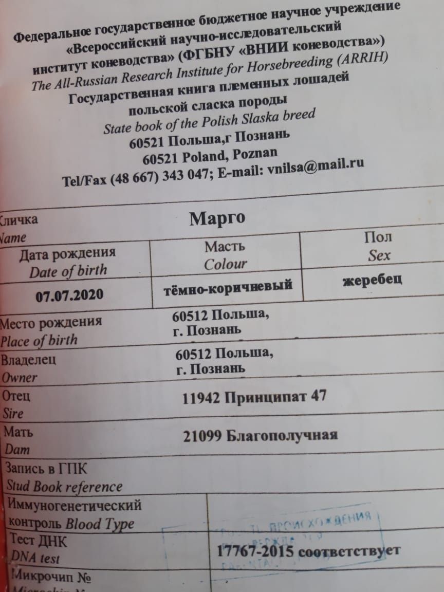 Лошадь с польши.