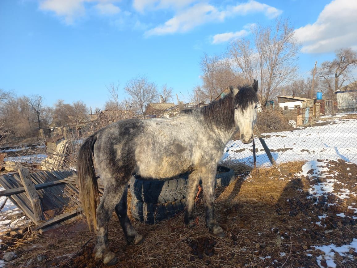 Продам лошадь цена договорная