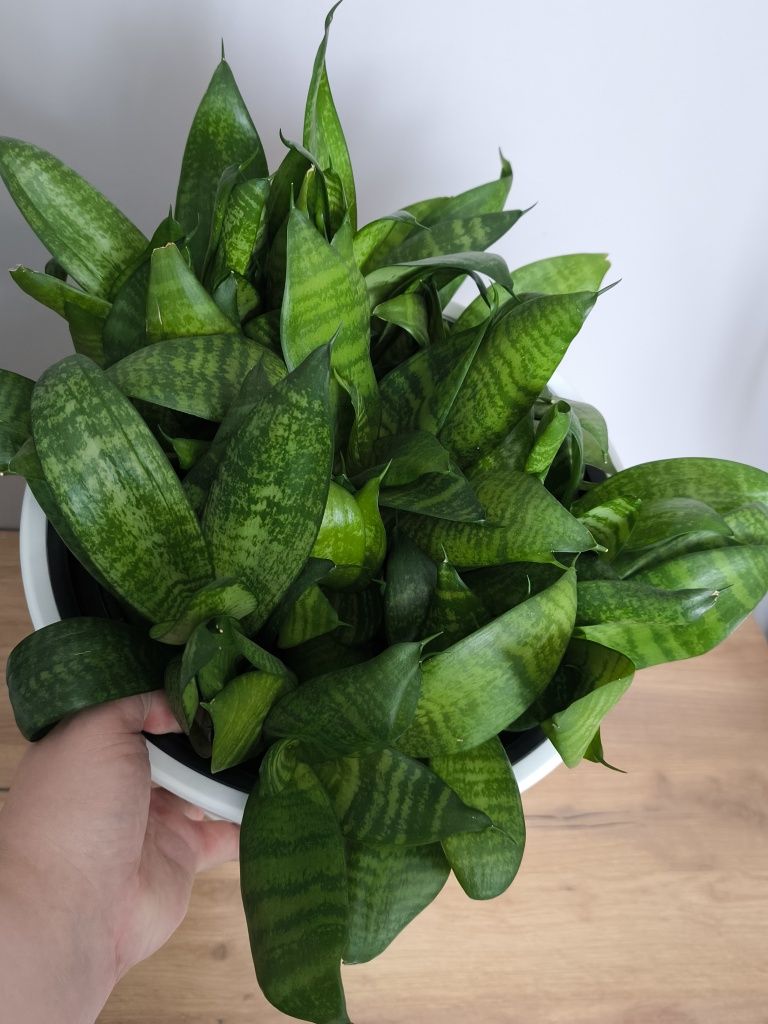 Продам комнатное растение Сансевиерия Ханни (Sansevieria Hahnii)