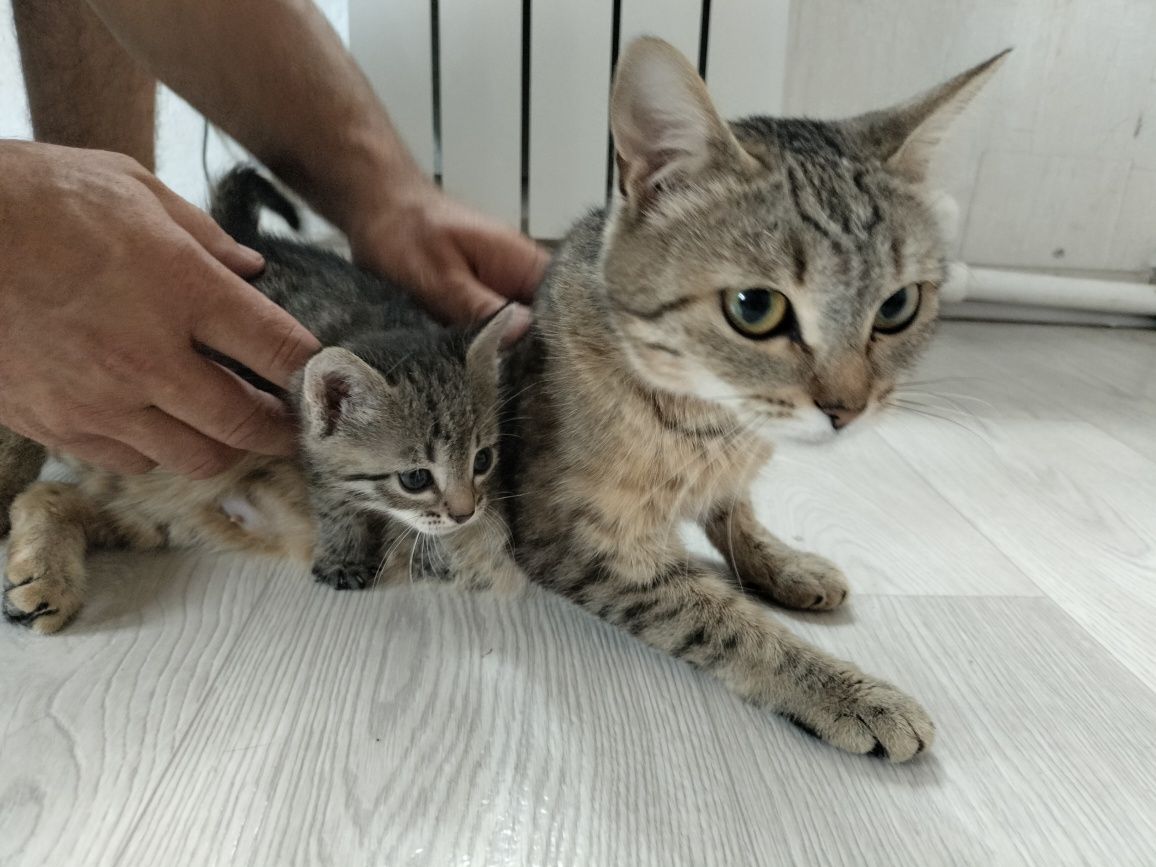 отдам даром котят и кошку