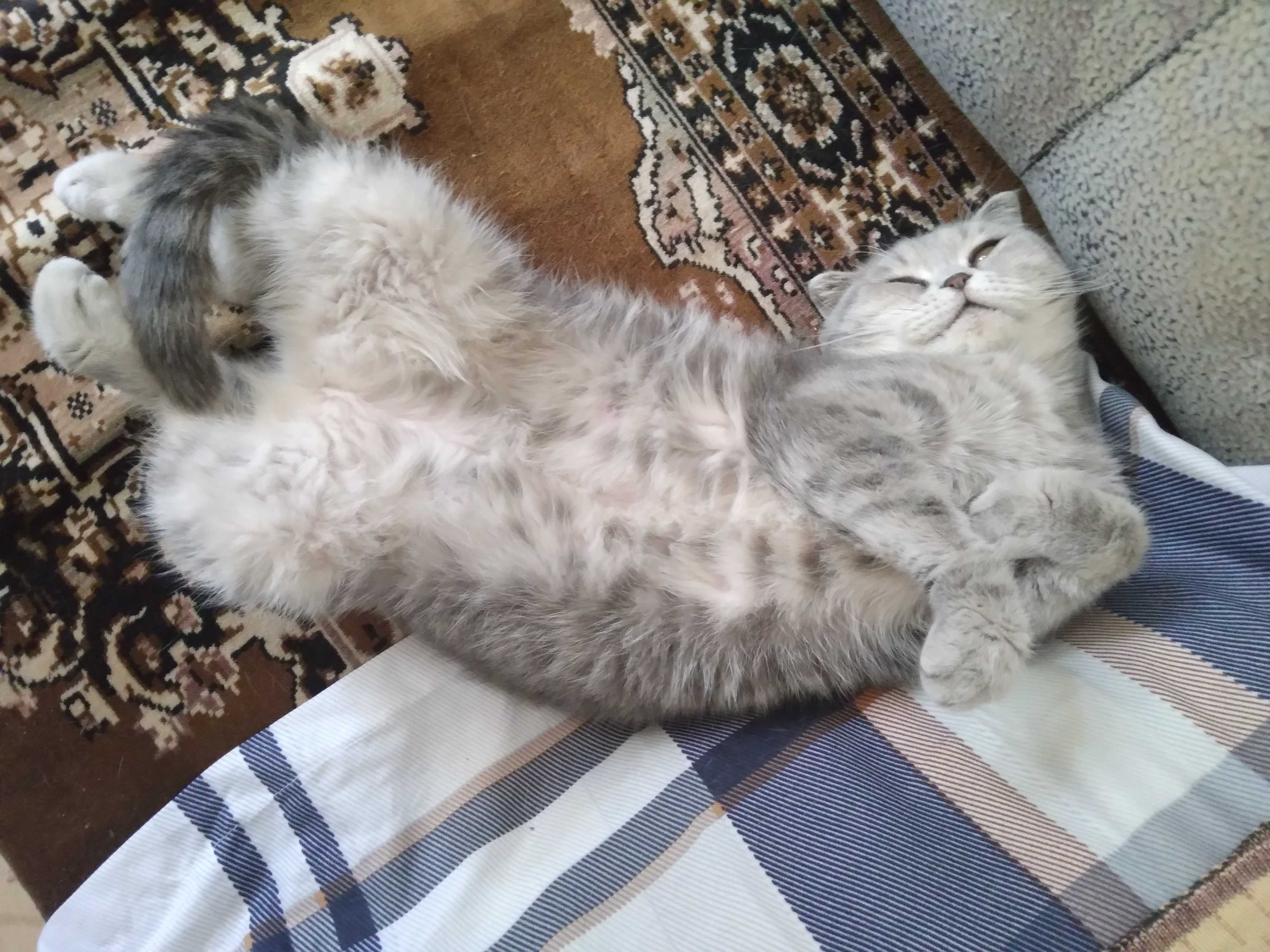 Шотландская вислоухая кошка - ско́ттиш-фолд (Scottish Fold)  МОТЯ