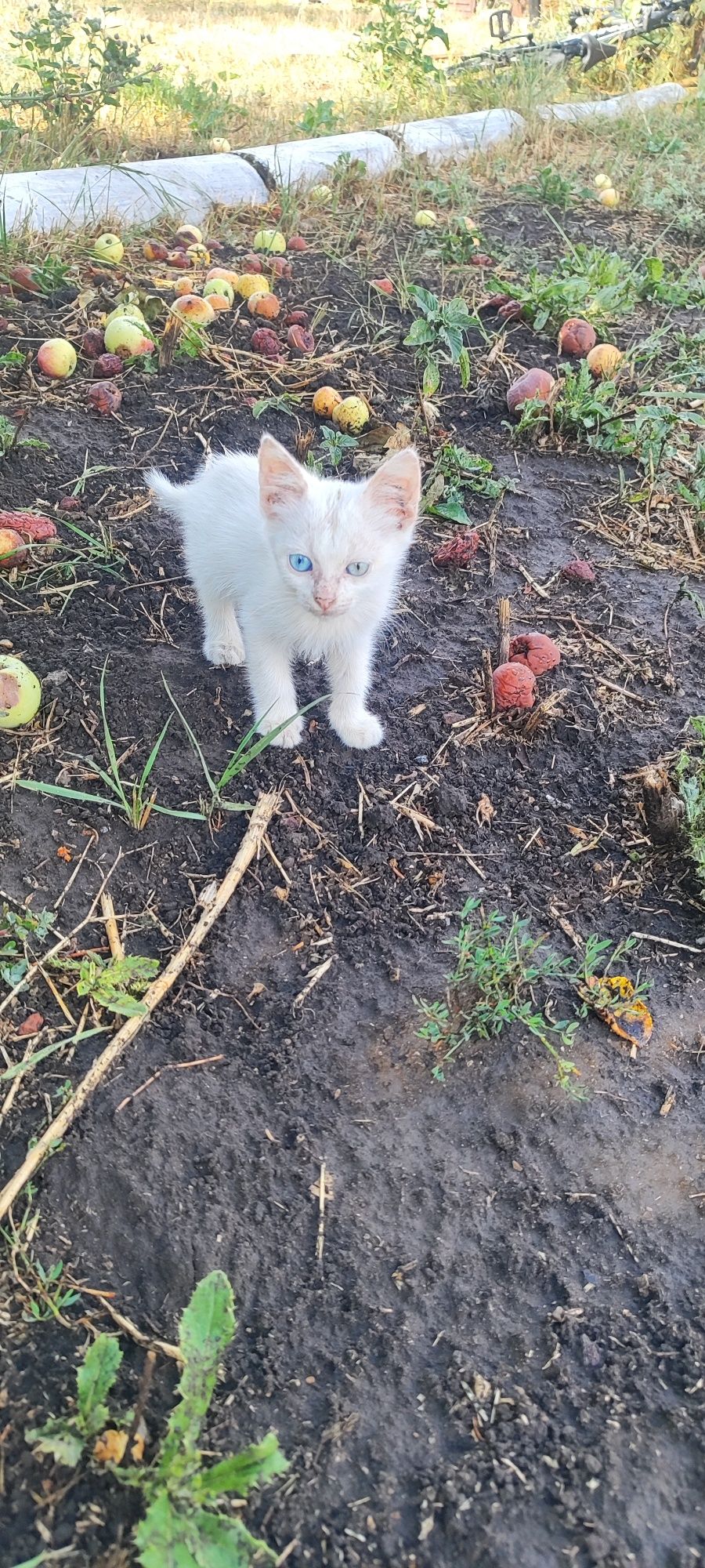 Отдам котят с разными цветами глаз