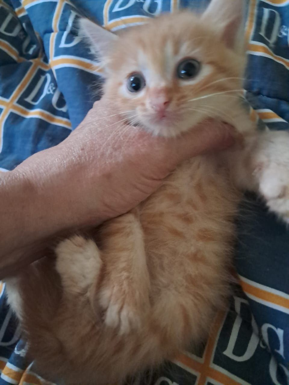 Рыжие котята ищут дом