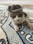 Мысық марғау . Котенок