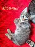 Отдам котят в хорошие руки