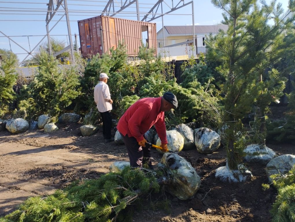 У нас на продаже ели сосны и ландшавный дизайн
