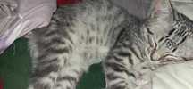 Котик шотландски