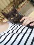 Отдам замечательных котят в добрые руки!