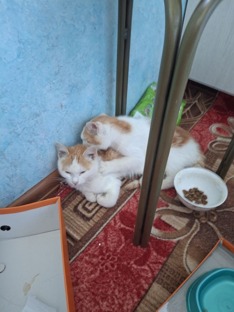 Ласковые, милые котята ищут добрых хозяев