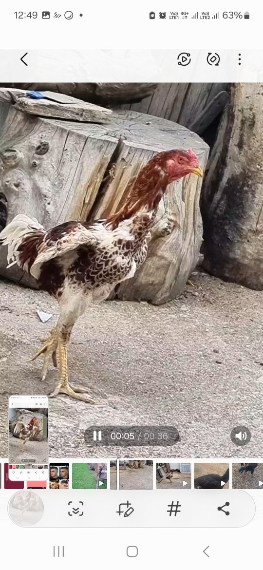 Продам Бойцового Дакана!!