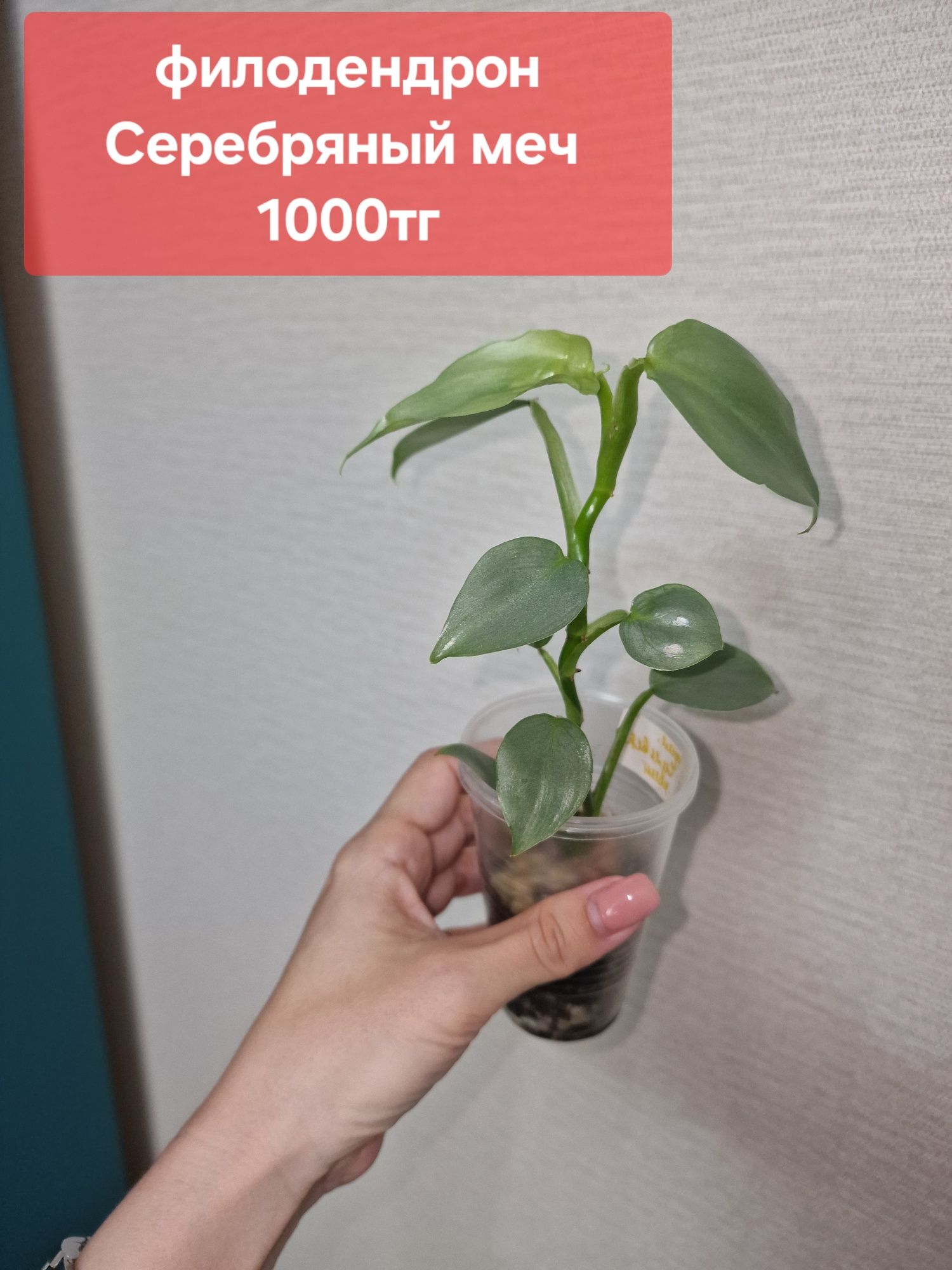 Комнатные цветы (домашние)