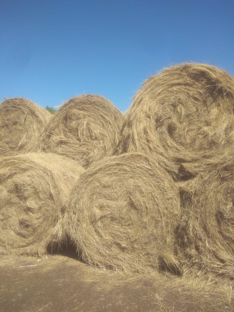 Продам сено в рулонах