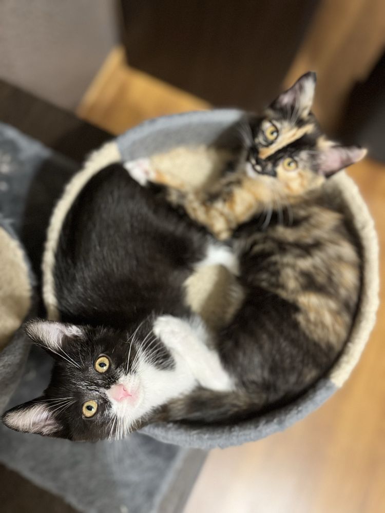 Отдам в добрые руки двух чудесных котят