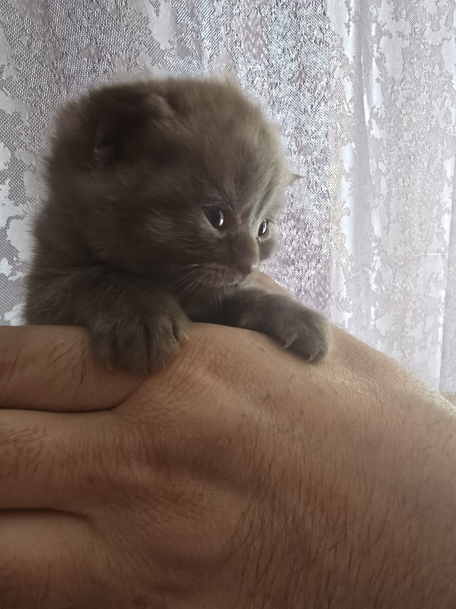 Продам котят породистых  вислрухих