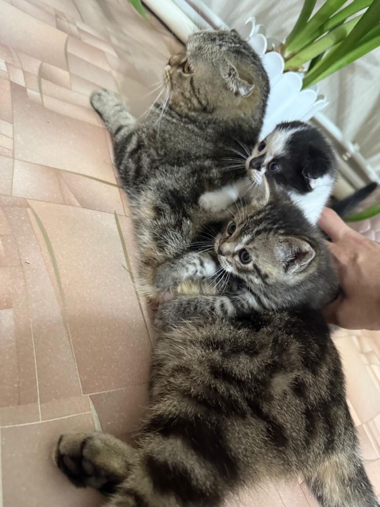 Котята породистые