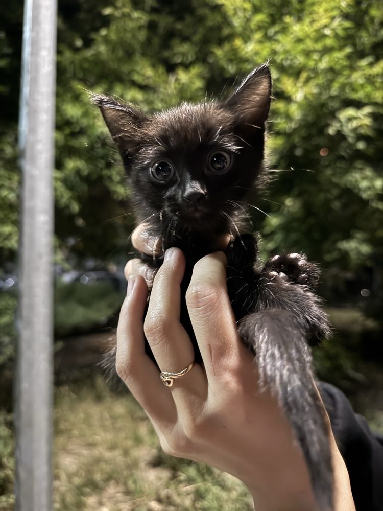 Котята ищут дом